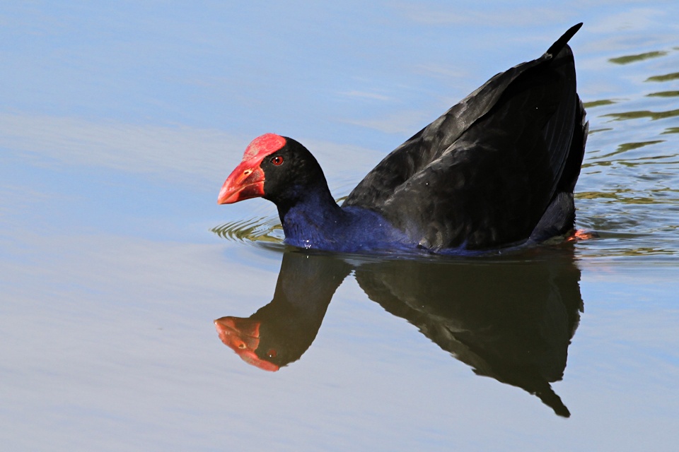 Purple Swamphen (Porphyrio porphyrio)